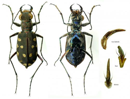 Réf. 242 469 : Calomera littoralis nemoralis